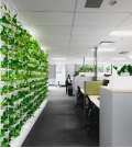 Office greening